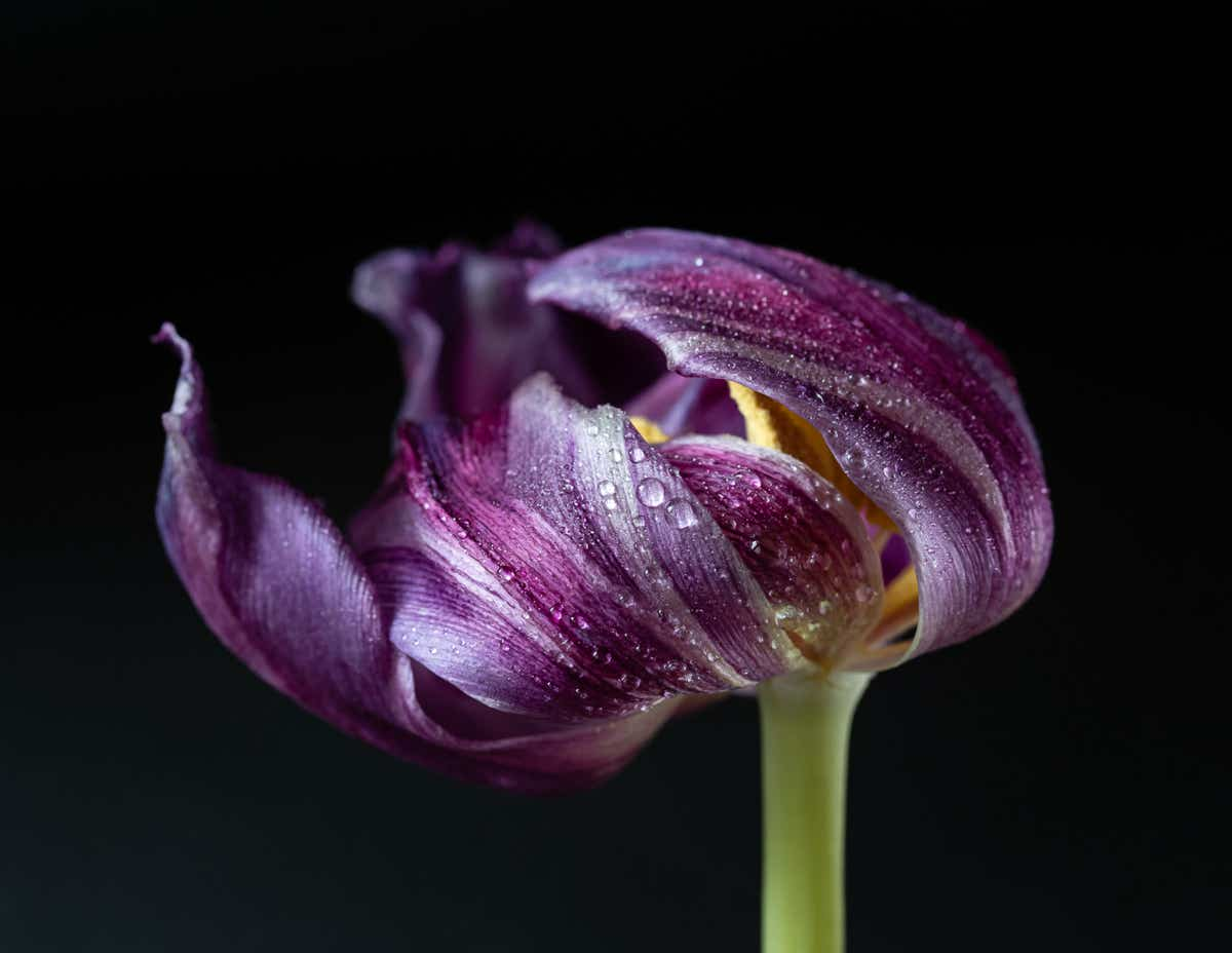 Foto van een bloeiende paarse tulp met druppels.