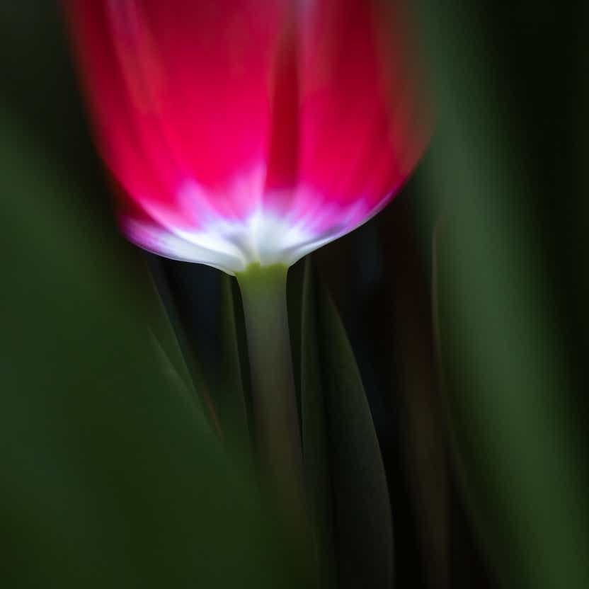 Macro fotografie met een foto van doorschijnende rode tulp tussen de groen bladeren.