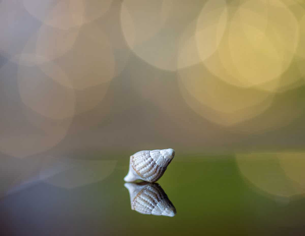 Foto van een alikruk schelp met een rustige groene achtergrond.