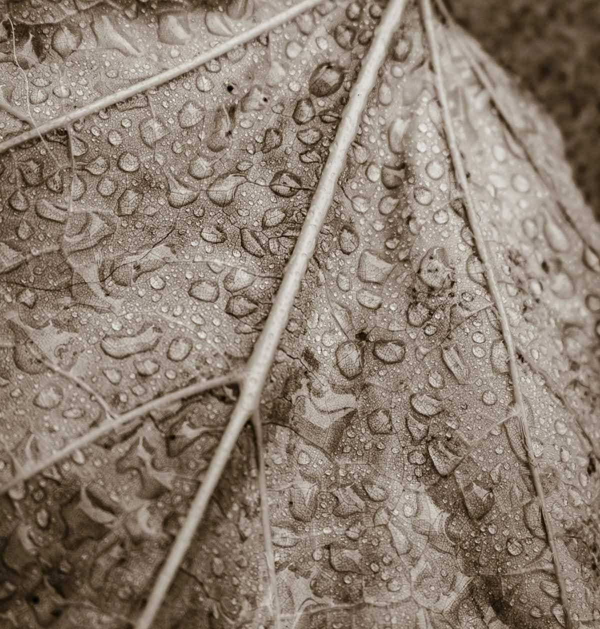 Foto van een herfstblad met regendruppels.