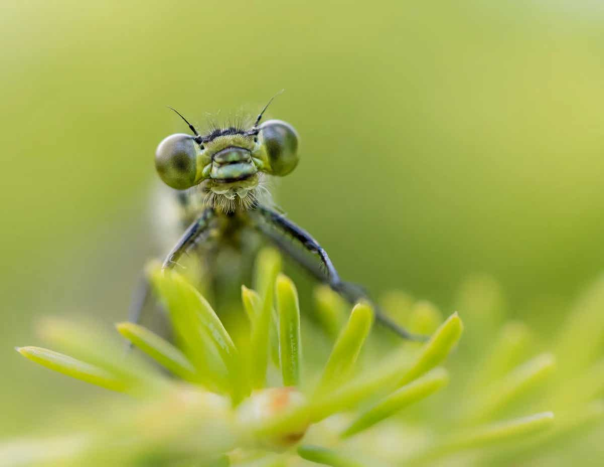 Foto van een insect op een bloem in close-up.