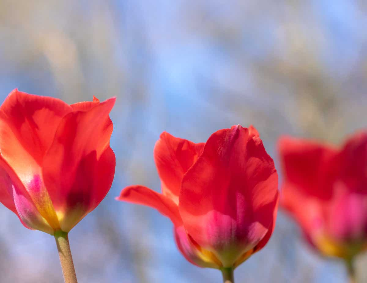 Foto van een veld met rode tulpen.