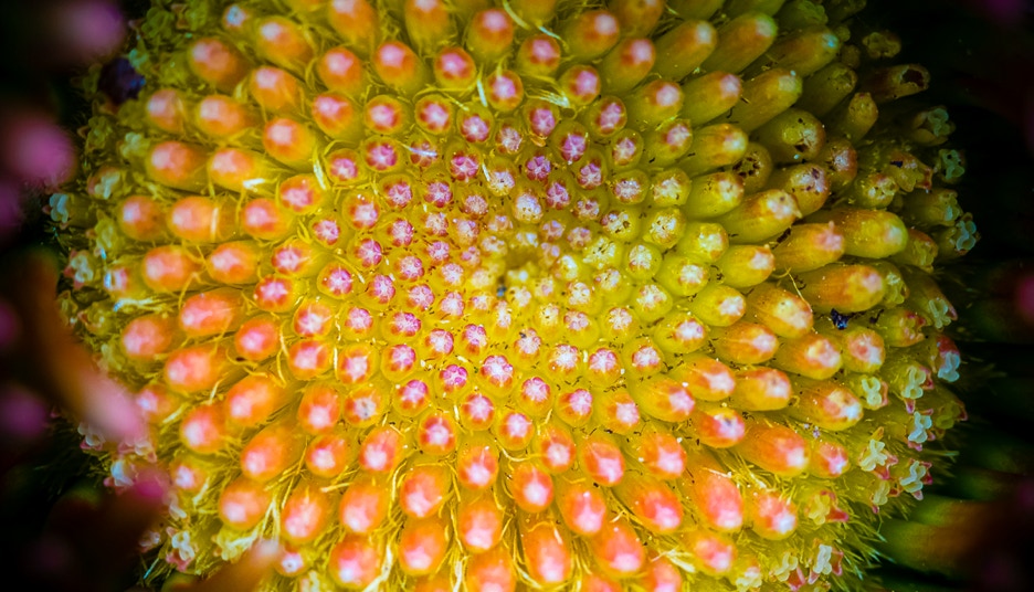 Macrofotografie is een speciale vorm van fotografie waarbij kleine onderwerpen op een zeer gedetailleerde en vergrote manier worden vastgelegd. Het doel van macrofotografie is om details te onthullen die met het blote oog moeilijk te zien zijn.